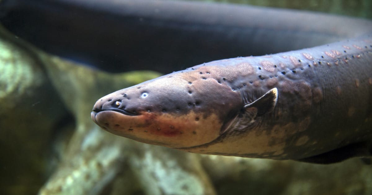 This Just In: Electric Eels Can Use the Force, Darth Vader ...