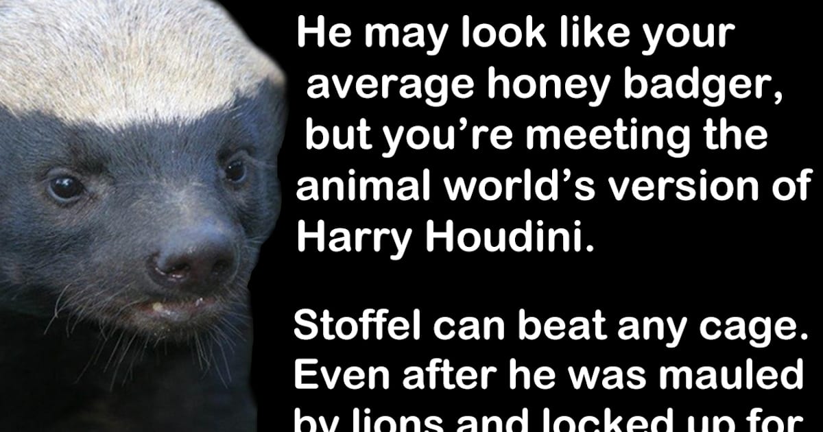 A Honey Badger Named Stoffel Is The Animal Kingdom's Greatest Escape Artist
