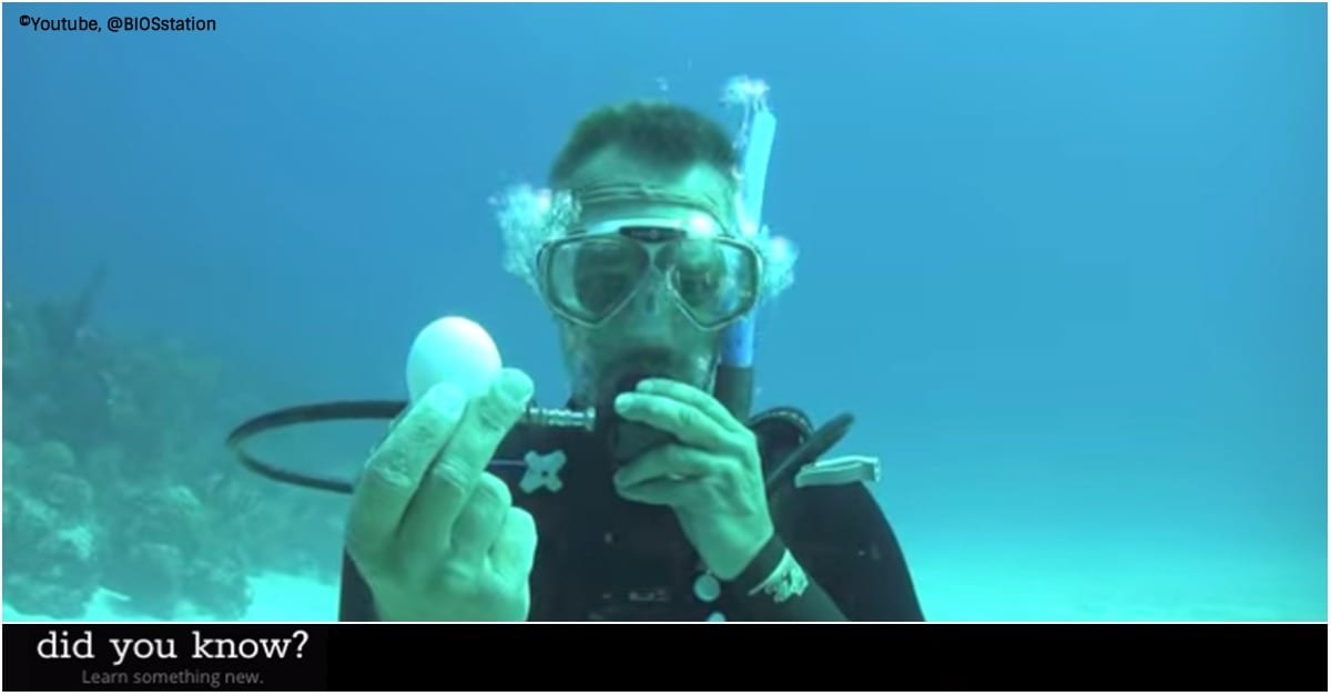 Something Amazing Happens When You Crack an Egg Underwater