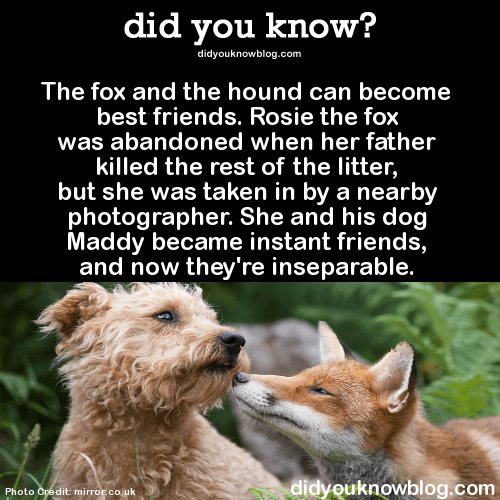 Fox And Hound 2