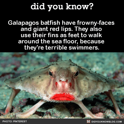 2 Frown Face Crab