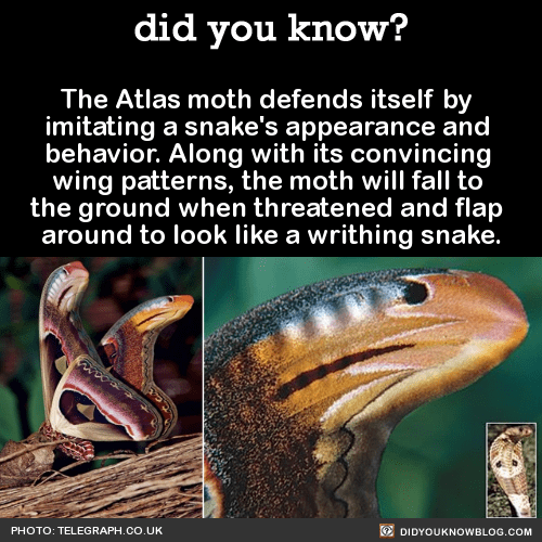 6 Atlas Moth