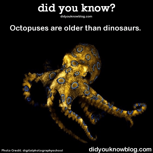 7 Octopuss
