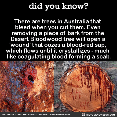 8 Bleeding Tree