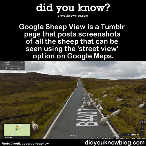 12 Google Sheeps View