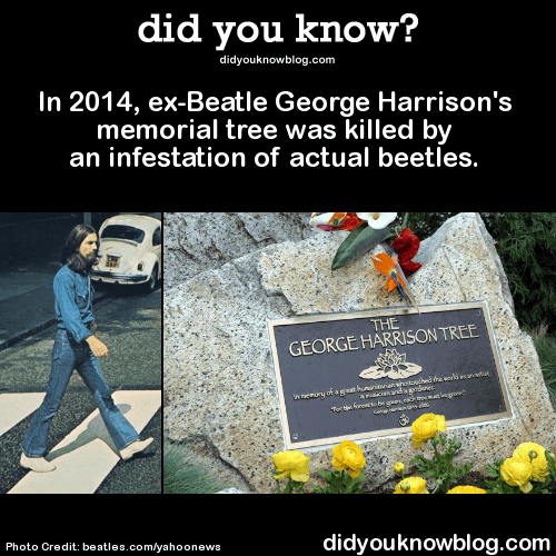 2 Beatle George Harrison