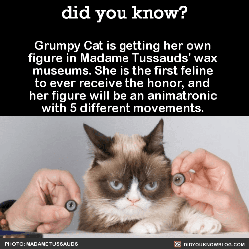 2 Grumpy Cat