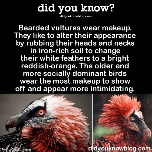 6 Bearded vultures
