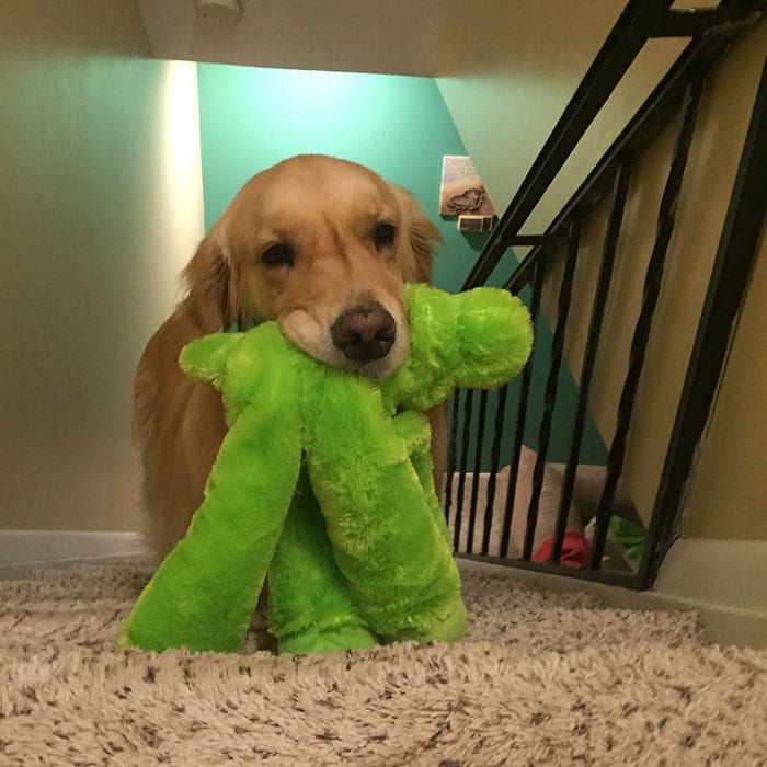 dog-brings-toys-mojito-2