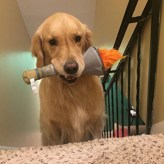 dog-brings-toys-mojito-9