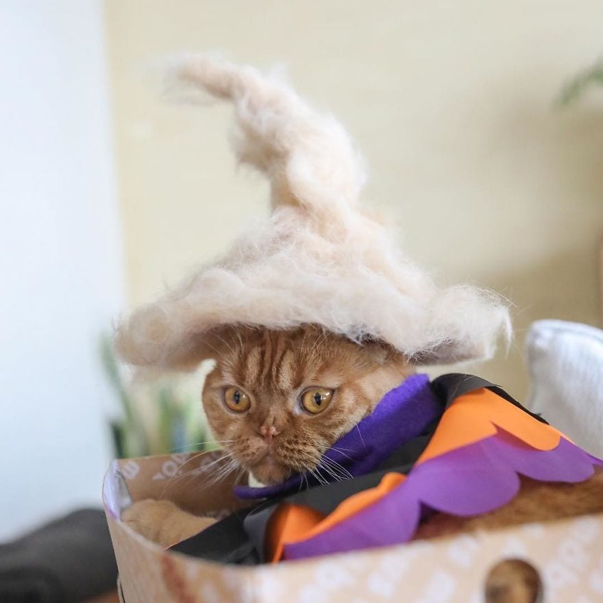 cats-in-hats-made-from-their-own-hair-582ebf89d199e__880