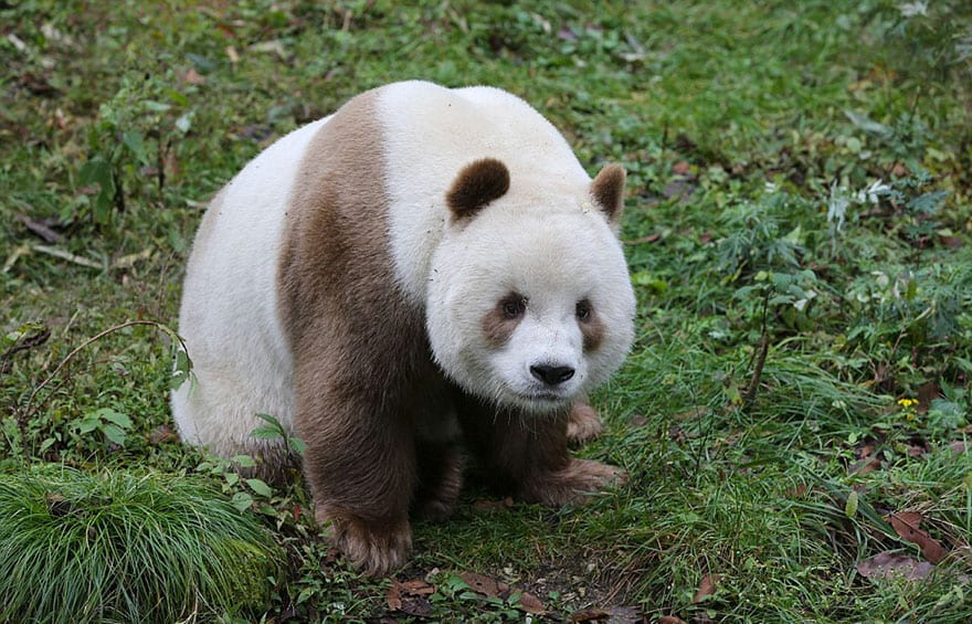 abandoned-brown-panda-qizai-4