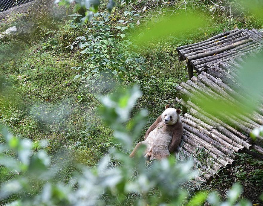 abandoned-brown-panda-qizai-6