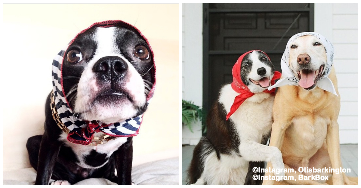 These Babushka Dogs Just Want to Make You a Sandwich