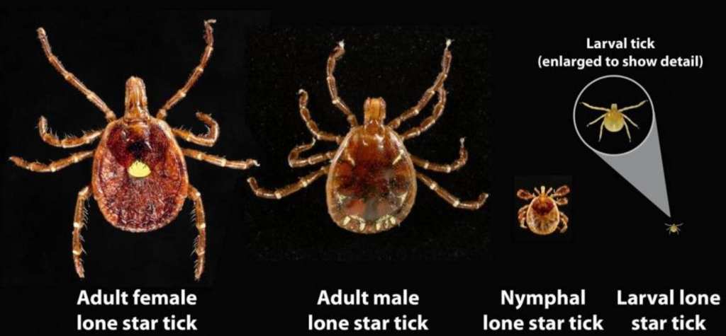This Tick s Bite Can Make You Allergic To Red Meat And It s Spreading This Tick s Bite Can Make You Allergic To Red Meat And It s Spreading