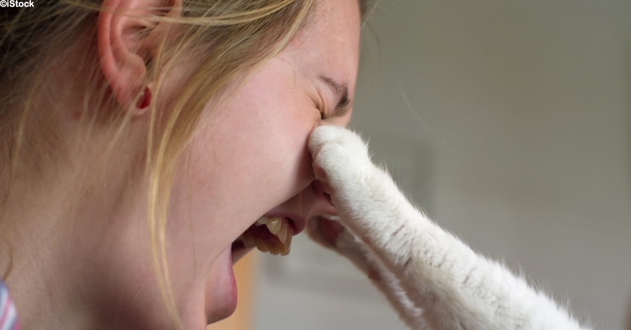 How To Properly Hold A Cat According To A Vet