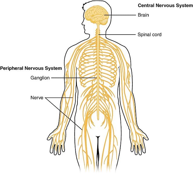1201 Overview of Nervous System This Is How You Can Beat a Lie Detector Test