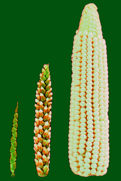 Photo Credit Wikimedia Commons 1 This Is Why GMOs Aren’t as Scary as They Sound