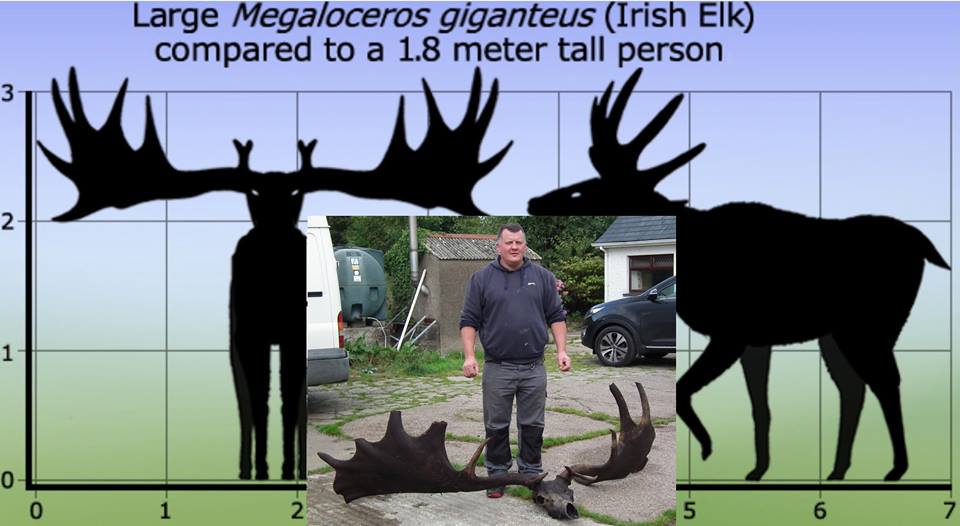 This Fisherman Found a 10,000-Year-Old Irish Elk Skull on the Other End ...