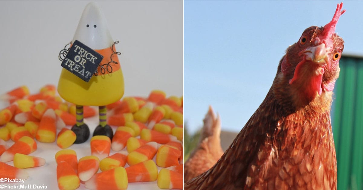 candy-corn-used-to-be-chicken-feed