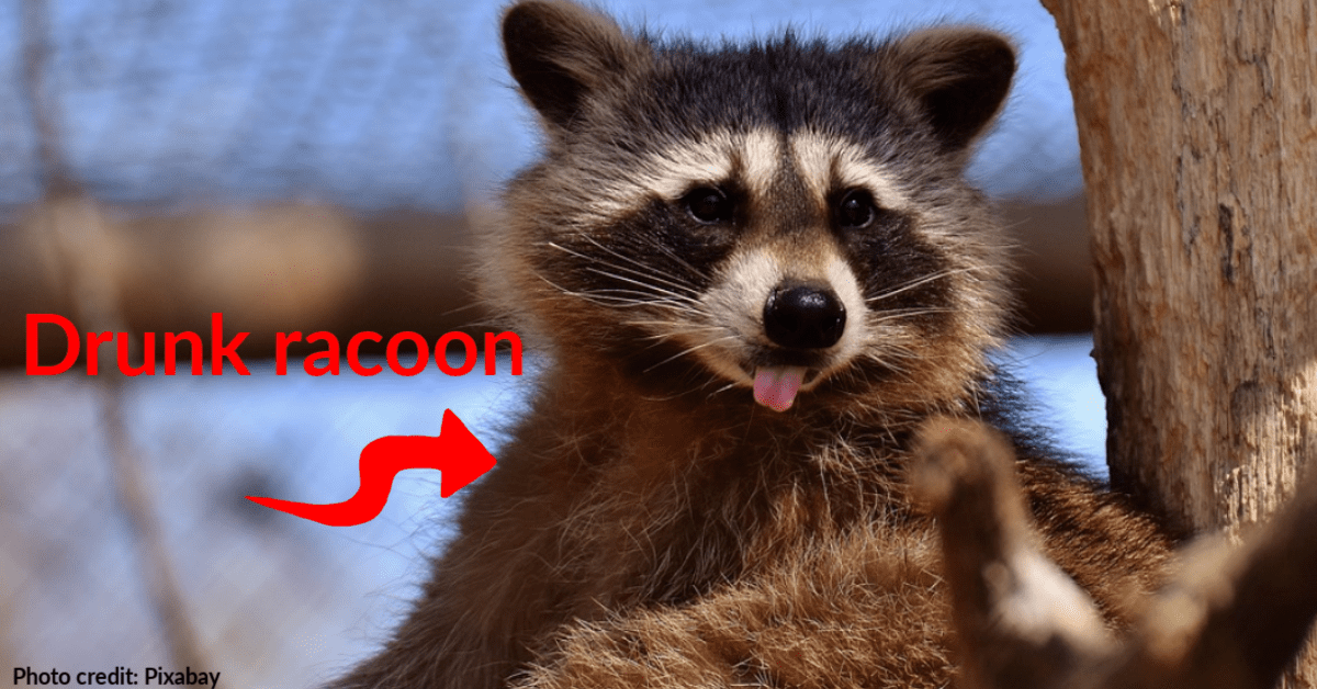 Townsfolk Worried About Plague of Rabid Raccoons Get Good News – They