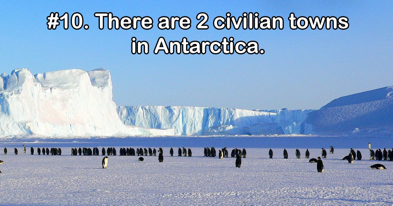 why are dogs banned from antarctica