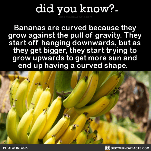 bananas-are-curved-because-they-grow-against-the - did you ...