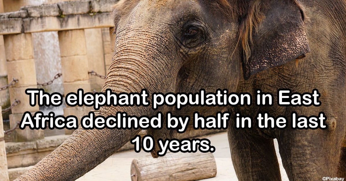 Because of Poaching, Elephants Are Evolving Without Tusks