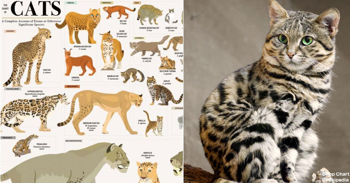 This Infographic Shows Every Species in the Cat Kingdom