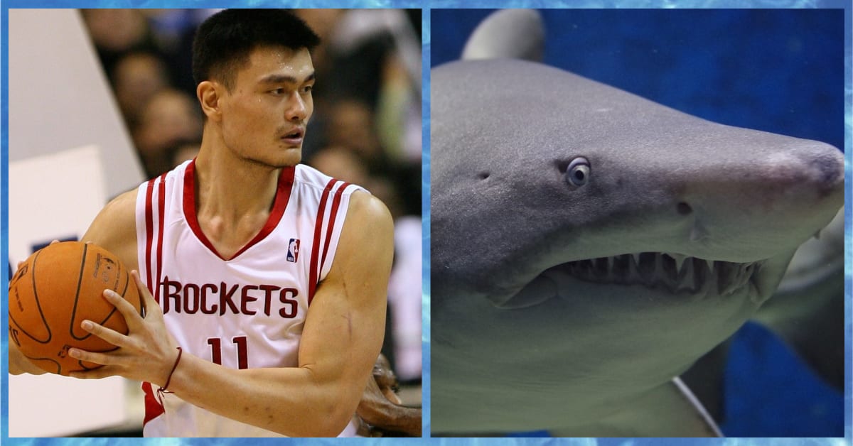 Ex Nba Star Yao Ming Is Spending His Retirement Saving Sharks