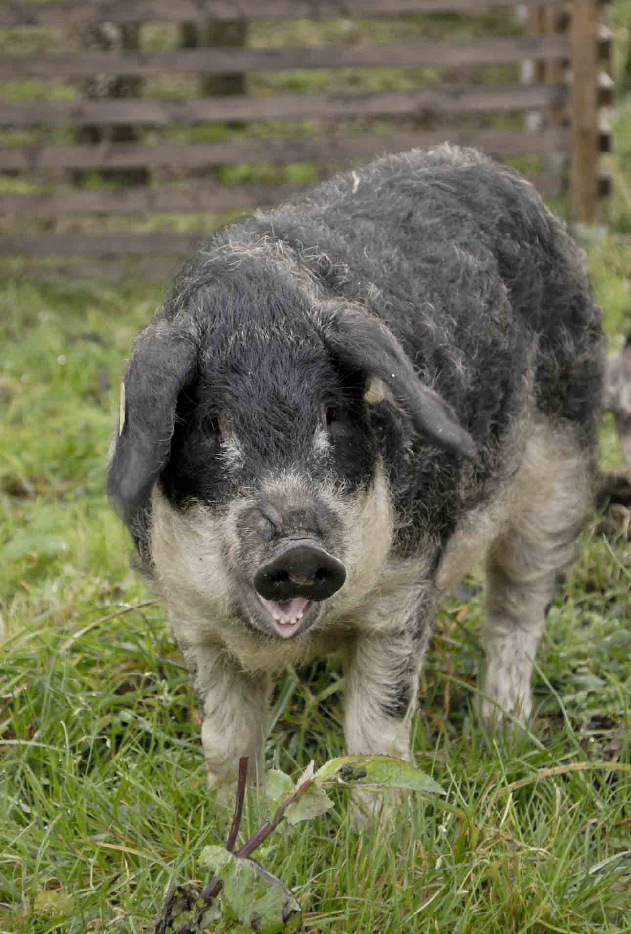 20101119 Mangalica 003 Meet the Mangalitsa: A Pig That Looks Like a Sheep and Acts Like a Dog