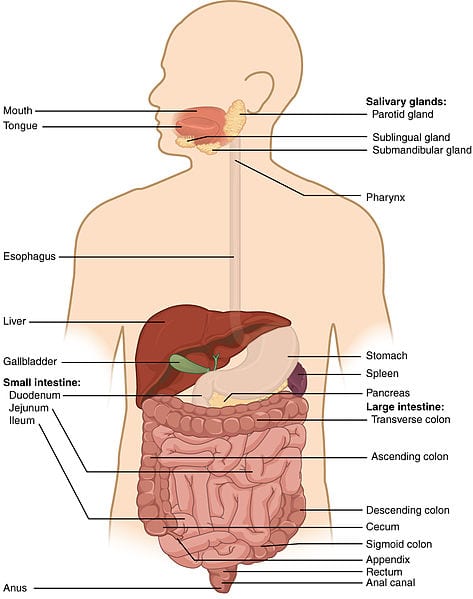 473px 2401 Components of the Digestive System You Have Green Poop Sometimes. This Is Why.