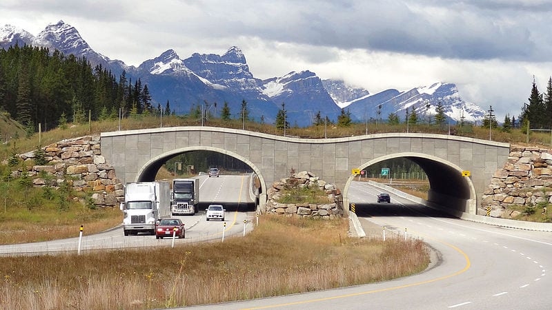 800px Wildlife overpass Trans Canada Hwy between Banff and LakeLouise Alberta Bridges That Allows Animals to Safely Cross Freeways Are Being Built All Over the World
