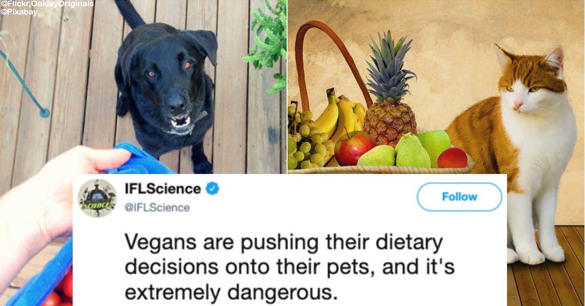 Study Shows That a Whole Lot of People Are Putting Their Pets on Vegan