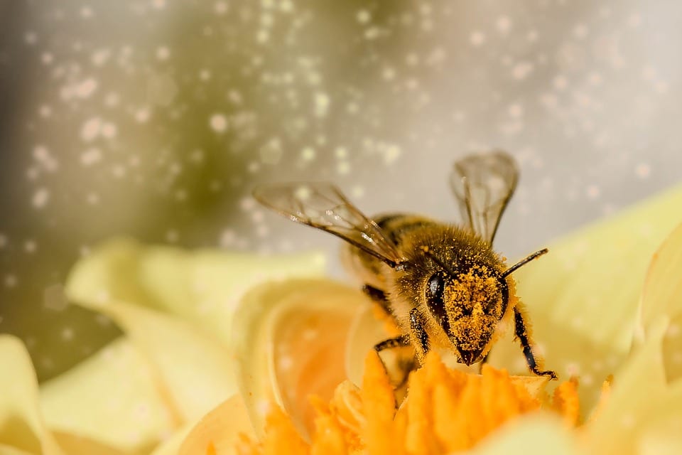 bee 1726659 960 720 6 Things You Can Do to Help Save the Bees