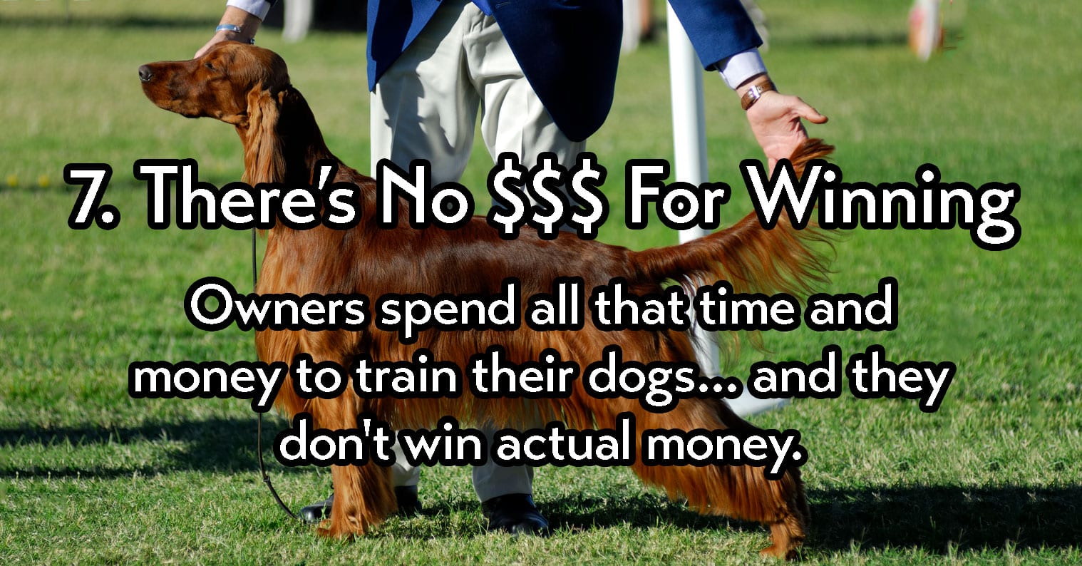 do show dogs win money