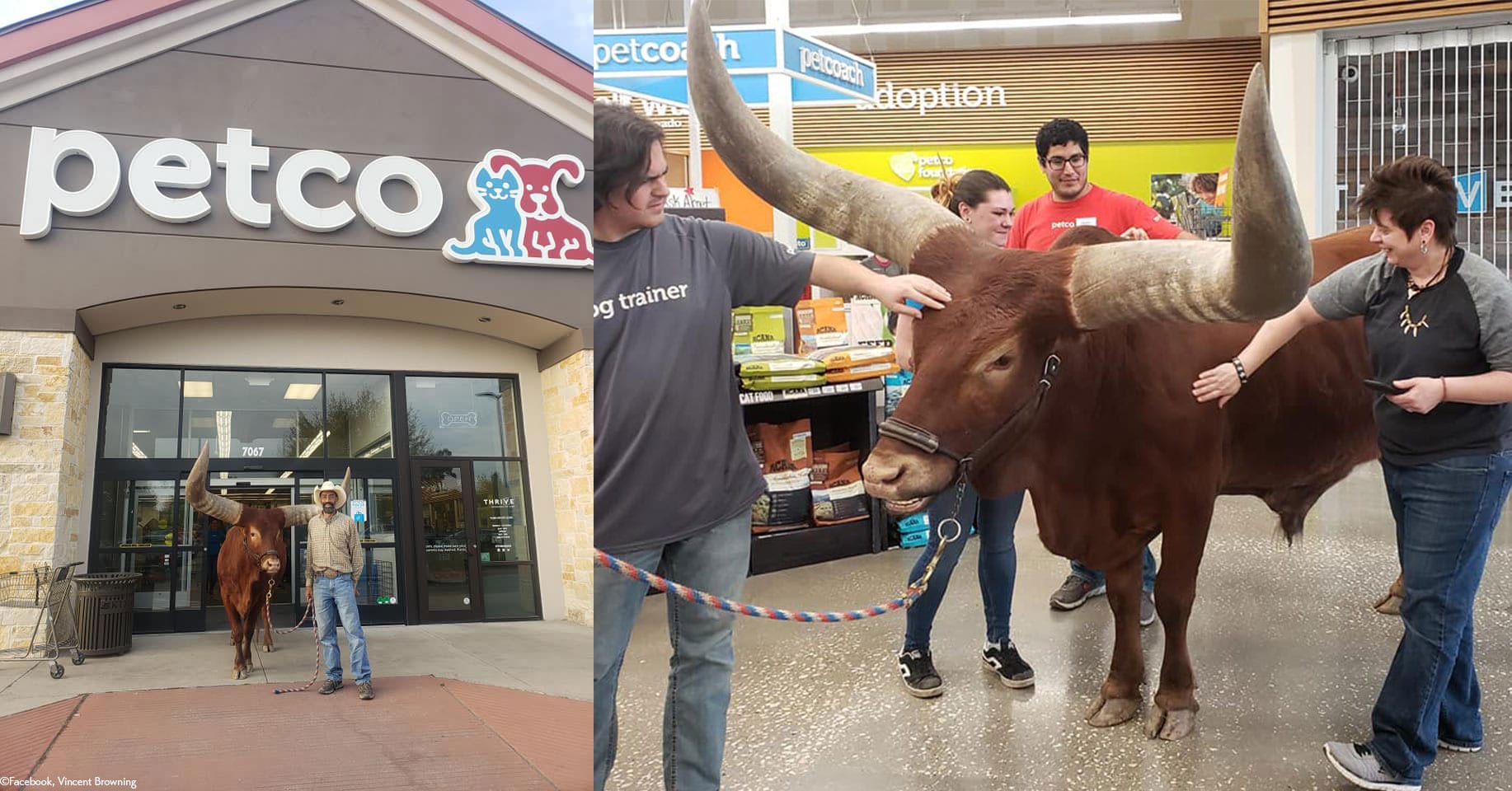 Bull at cheap petco