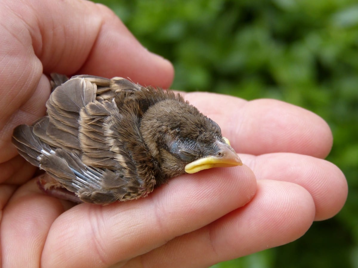 If You Touch a Baby Bird, Will Its Mother Abandon It?