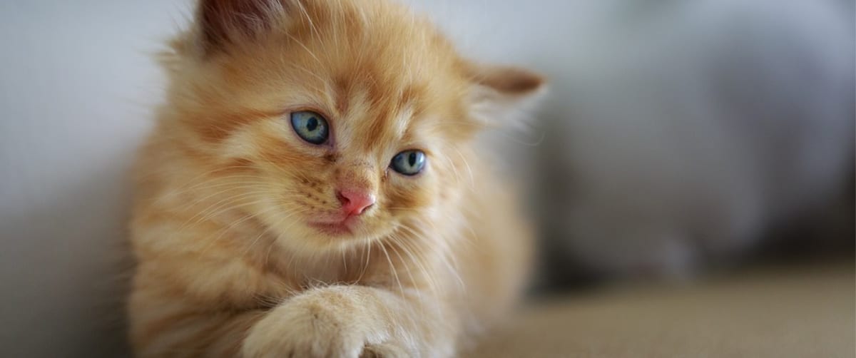 Purrfect Facts About Cats