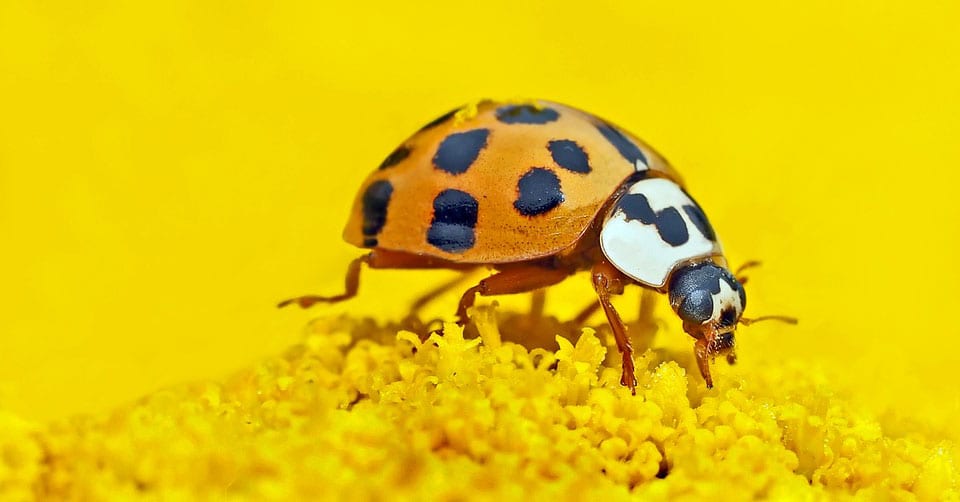 Not All Ladybugs Are Lucky Here's How to Tell the Difference