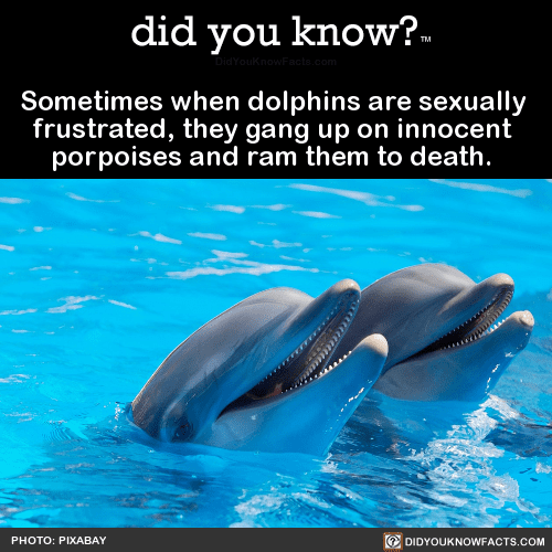 Do Dolphins Go On Killing Sprees When Sexually Frustrated sometimes-when-dolphins-are-sexually-frustrated - did you know?