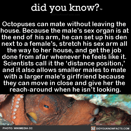 octopusescanmatewithoutleavingthehouse did you know?