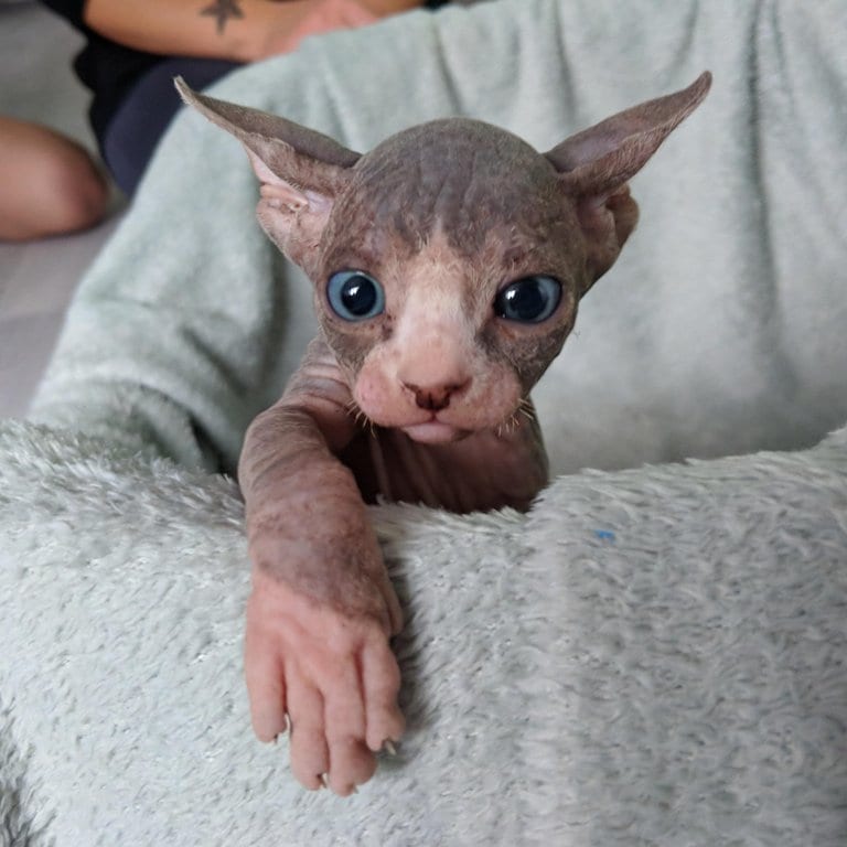 You Might Think Sphinx Cats Are Weird and Ugly, But That's ...