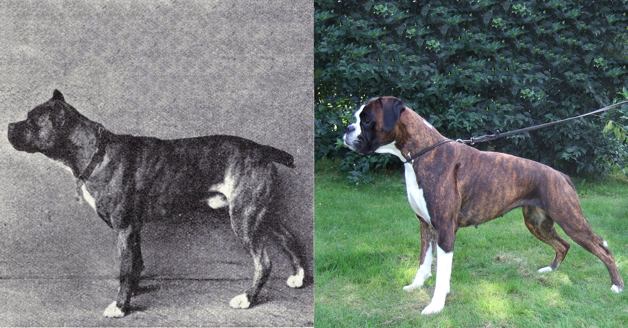 these-photos-show-how-100-years-of-breeding-has-changed-popular-dog-breeds