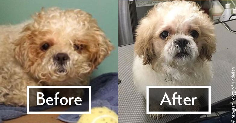 A NYC Groomer Is Giving Shelter Dogs Makeovers To Help Them Find Their ...