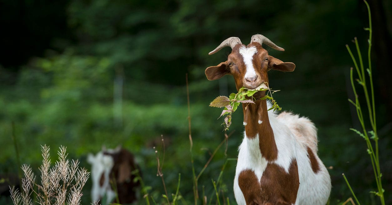 California Hires Goats to Eat Dry Brush and Prevent Forest Fires