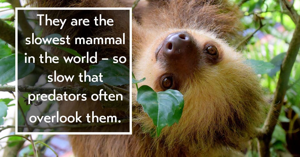 7 Totally Chill Facts About Sloths