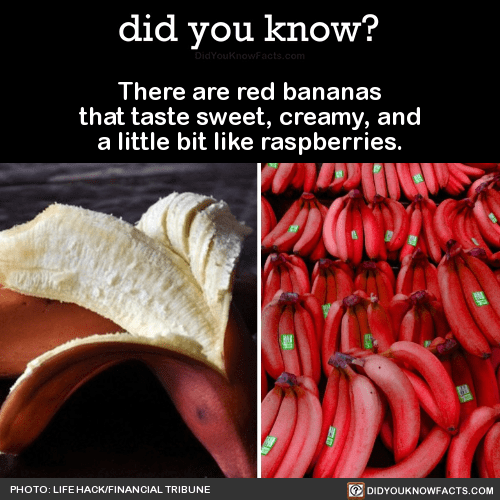 thereareredbananasthattastesweetcreamy did you know?