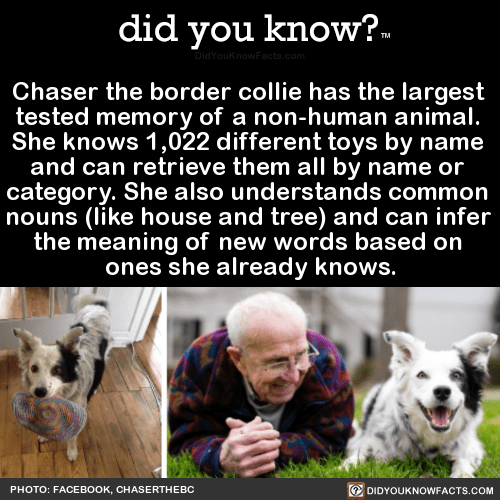 who has chaser the boarder collie