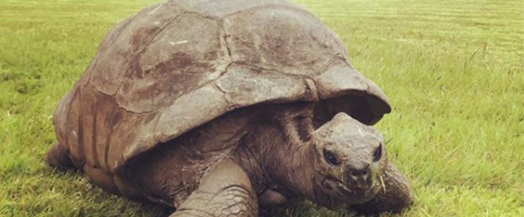 This 187-Year-Old Tortoise Is the World's Oldest Living Land Animal This 187-Year-Old Tortoise Is the World's Oldest Living Land Animal